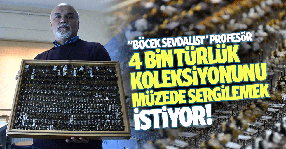"Böcek Sevdalısı" Profesör, 4 Bin Türlük Koleksiyonunu Müzede Sergilemek İstiyor