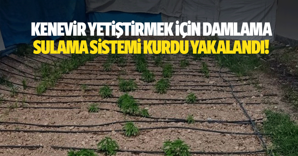 Kenevir yetiştirmek için damlama sulama sistemi kurdu yakalandı