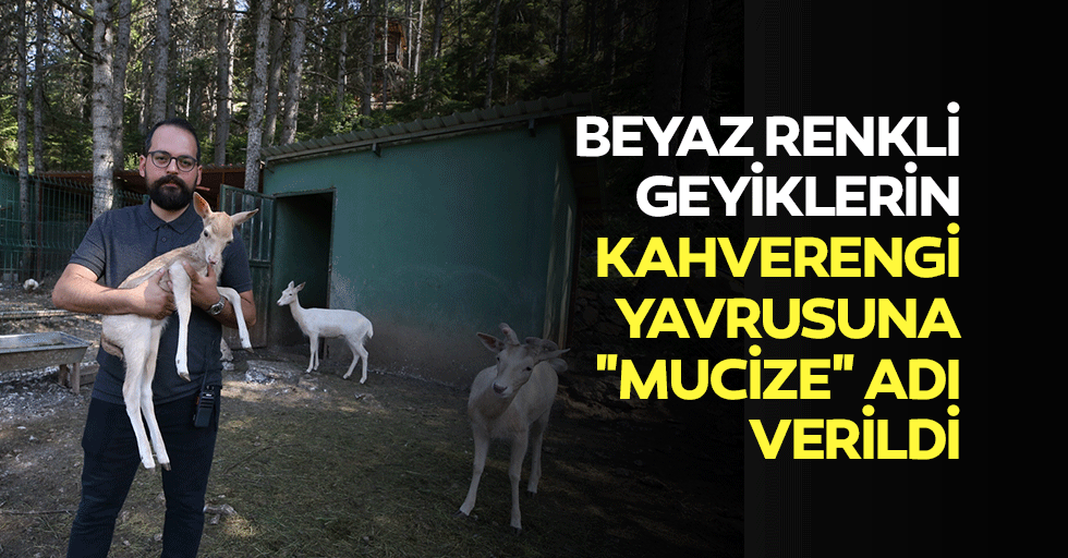 Beyaz Renkli Geyiklerin Kahverengi Yavrusuna "Mucize" Adı Verildi
