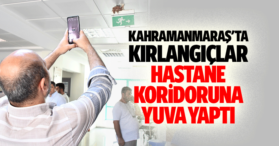 Kahramanmaraş'ta Kırlangıçlar Hastane Koridoruna Yuva Yaptı