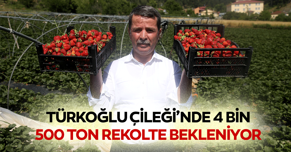 Türkoğlu Çileği’nde 4 bin 500 ton rekolte bekleniyor