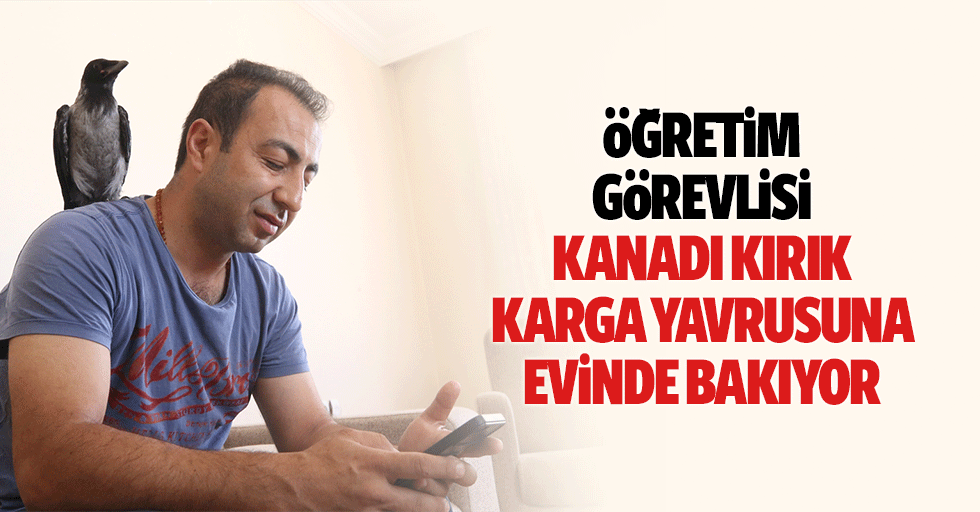Öğretim görevlisi, kanadı kırık karga yavrusuna evinde bakıyor