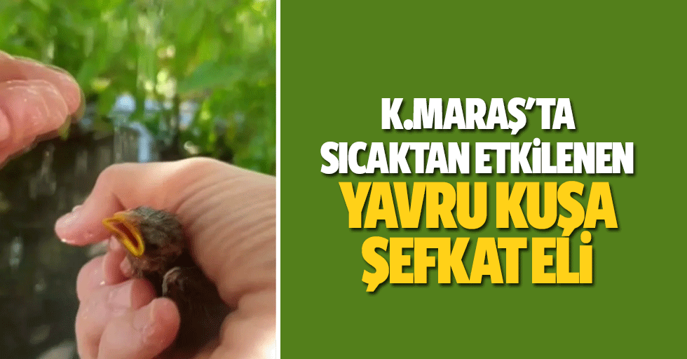Kahramanmaraş'ta sıcaktan etkilenen yavru kuşa şefkat eli