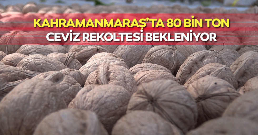 Kahramanmaraş’ta 80 bin ton ceviz rekoltesi bekleniyor