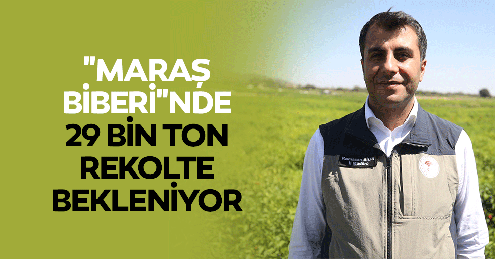 "Maraş Biberi"nde 29 Bin Ton Rekolte Bekleniyor