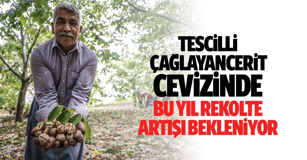 Tescilli Çağlayancerit Cevizinde Bu Yıl Rekolte Artışı Bekleniyor