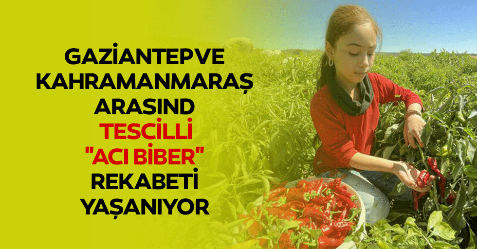 Gaziantep ve Kahramanmaraş arasında tescilli "acı biber" rekabeti yaşanıyor