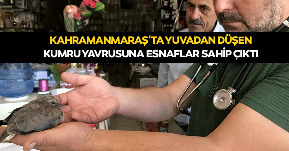 Kahramanmaraş'ta Yuvadan Düşen Kumru Yavrusuna Esnaflar Sahip Çıktı