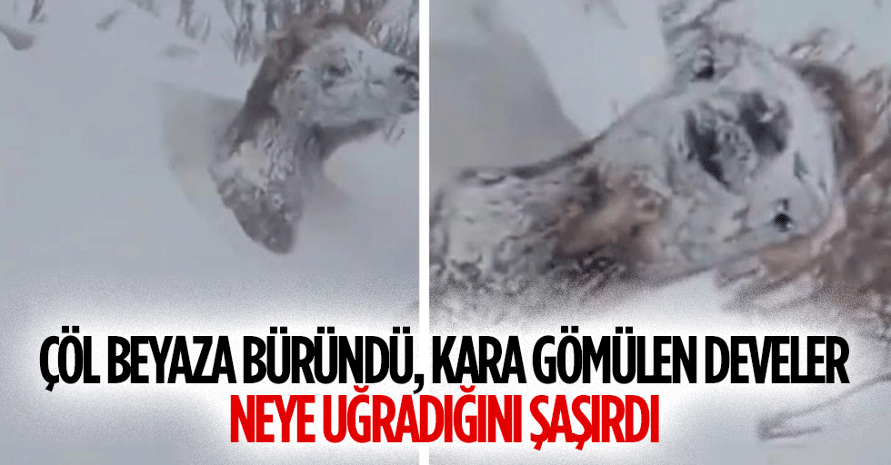 Çöl beyaza büründü, kara gömülen develer neye uğradığını şaşırdı