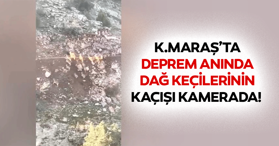 Kahramanmaraş’ta deprem anında dağ keçilerinin kaçışı kamerada!
