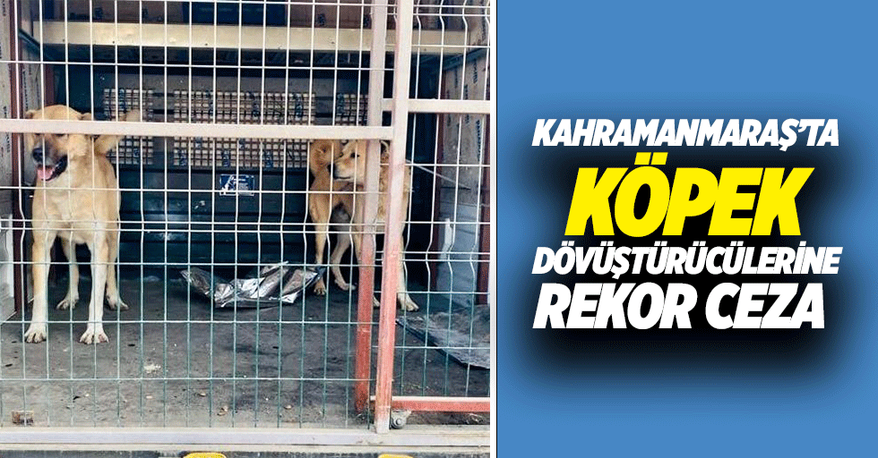 Kahramanmaraş’ta köpek dövüştürücülerine rekor ceza