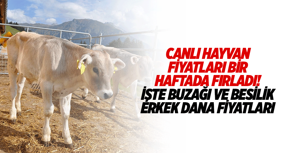Canlı hayvan fiyatları bir haftada fırladı! İşte buzağı ve besilik erkek dana fiyatları
