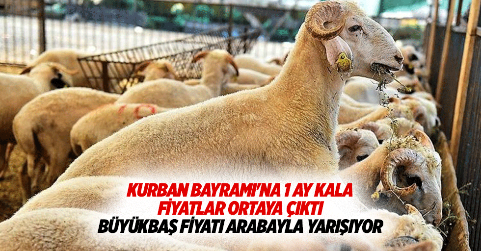 Kurban Bayramı'na 1 ay kala fiyatlar ortaya çıktı Büyükbaş fiyatı arabayla yarışıyor