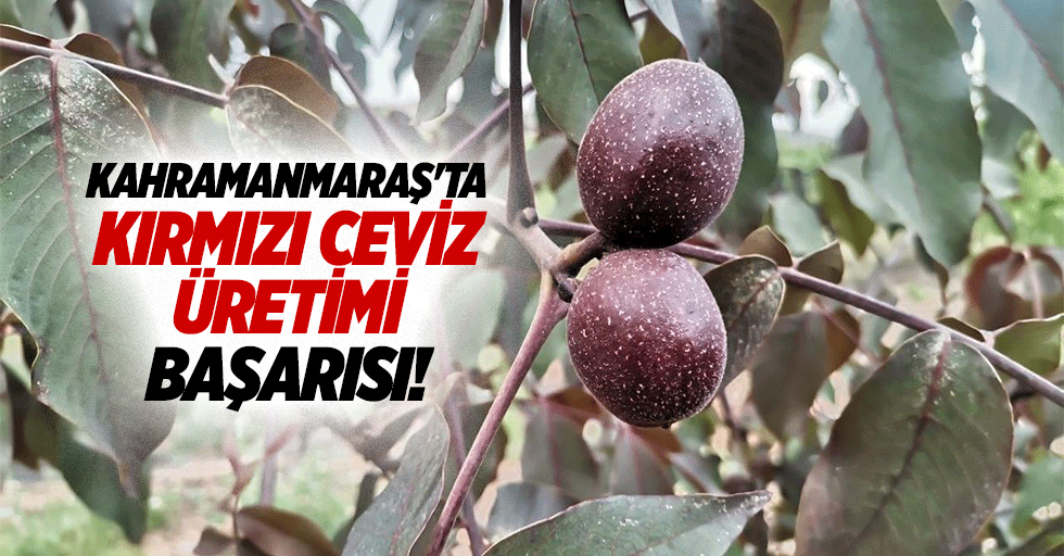 Kahramanmaraş'ta kırmızı ceviz üretimi başarısı!