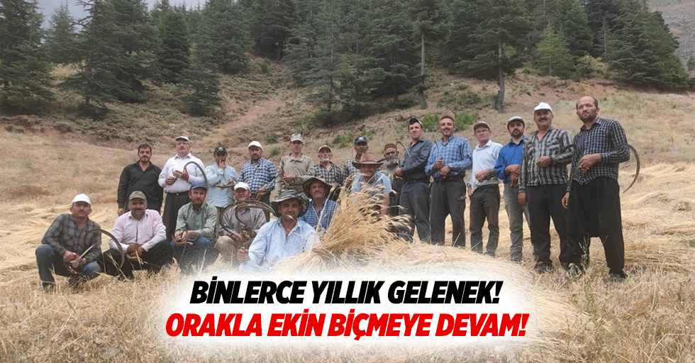 Binlerce yıllık gelenek! Orakla ekin biçmeye devam!