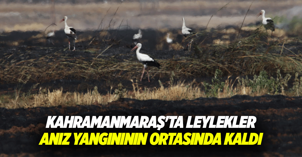 Kahramanmaraş'ta leylekler anız yangınının ortasında kaldı