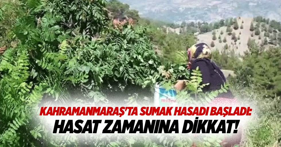 Kahramanmaraş'ta sumak hasadı başladı: Hasat zamanına dikkat!