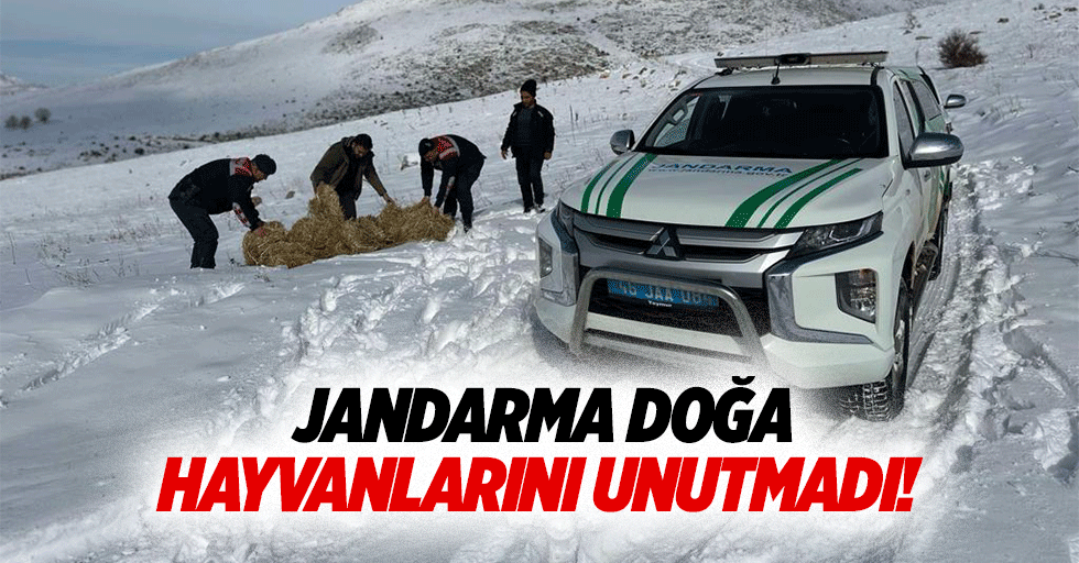 Jandarma doğa hayvanlarını unutmadı!