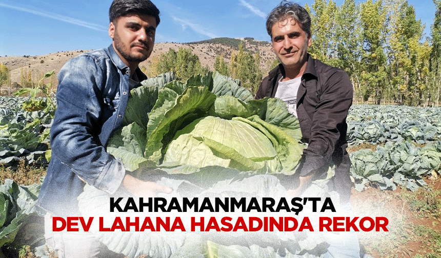 Kahramanmaraş'ta dev lahana hasadında rekor