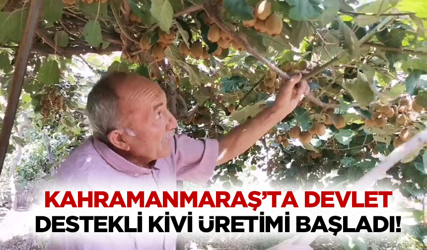 Kahramanmaraş’ta devlet destekli kivi üretimi başladı!