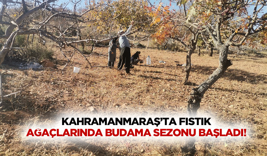 Kahramanmaraş’ta fıstık ağaçlarında budama sezonu başladı!