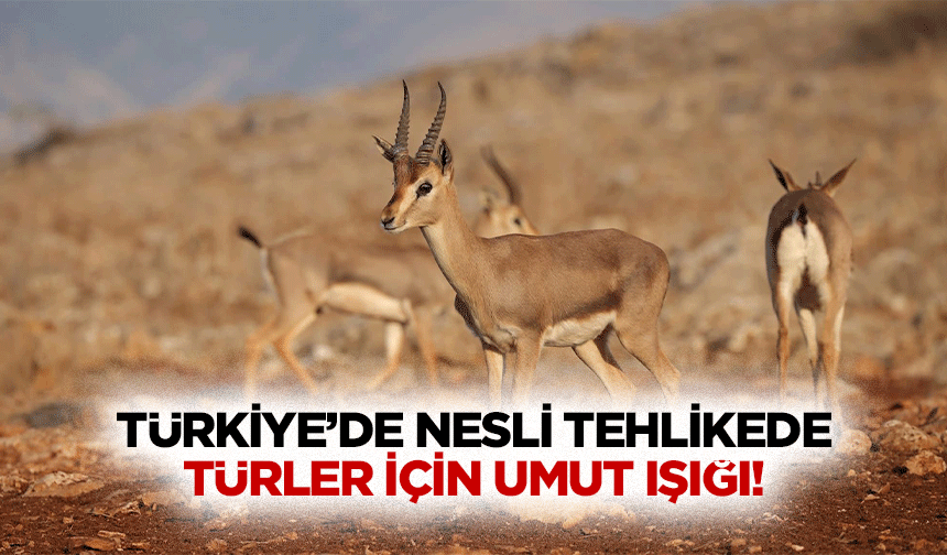 Türkiye’de nesli tehlikede türler için umut ışığı!