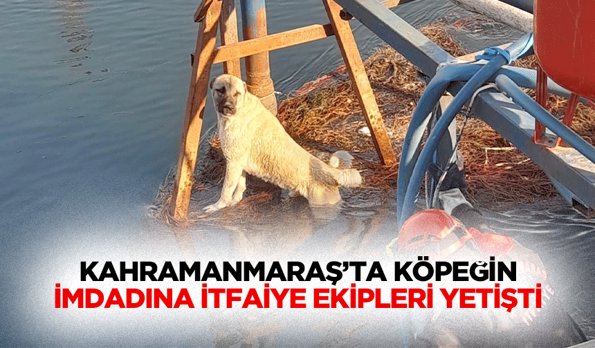 Kahramanmaraş’ta köpeğin imdadına itfaiye ekipleri yetişti