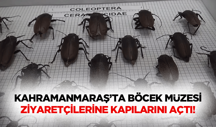 Kahramanmaraş’ta böcek müzesi ziyaretçilerine kapılarını açtı!