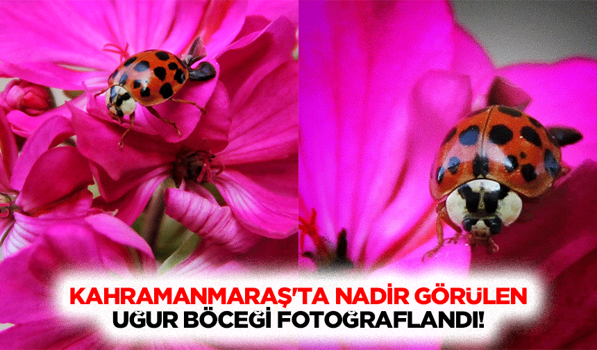 Kahramanmaraş'ta Nadir Görülen Uğur Böceği Fotoğraflandı!