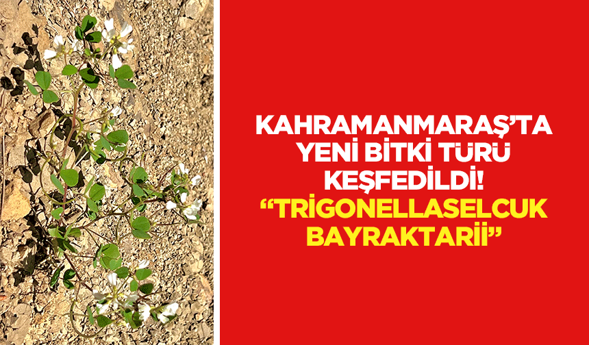 Kahramanmaraş’ta yeni bitki türü keşfedildi! “Trigonellaselcuk-bayraktarii”