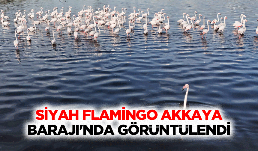 Siyah Flamingo Akkaya Barajı'nda Görüntülendi