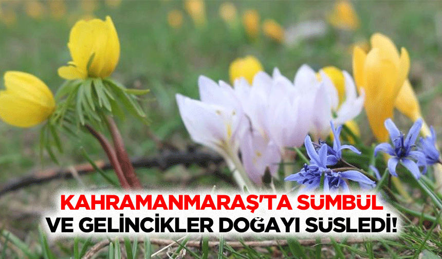 Kahramanmaraş'ta sümbül ve gelincikler doğayı süsledi!