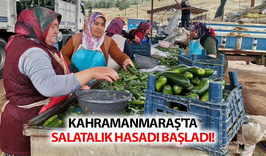 Kahramanmaraş'ta salatalık hasadı başladı!