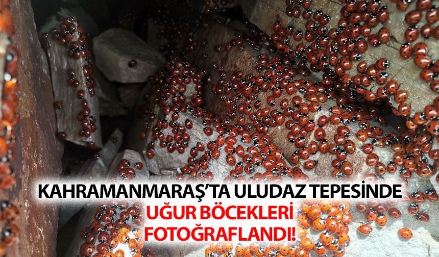 Kahramanmaraş’ta Uludaz Tepesinde Uğur Böcekleri Fotoğraflandı!