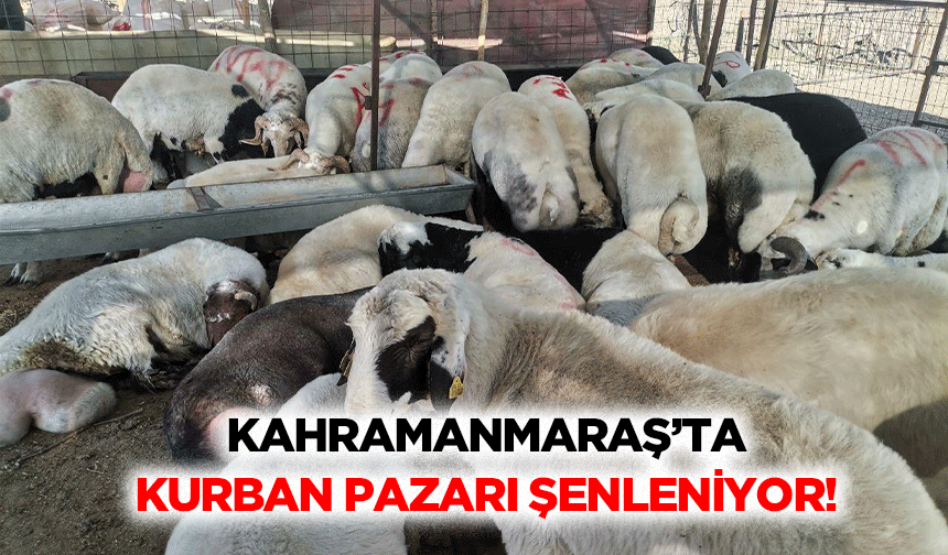 Kahramanmaraş’ta kurban pazarı şenleniyor!