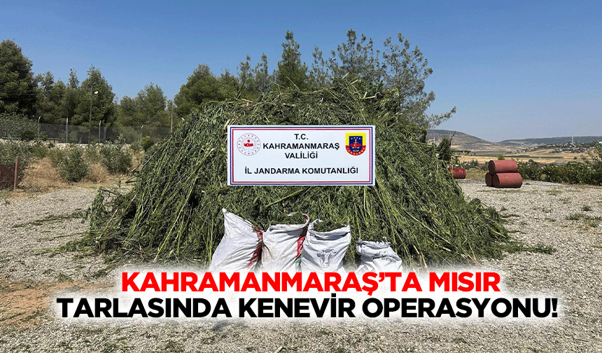 Kahramanmaraş’ta mısır tarlasında kenevir operasyonu!