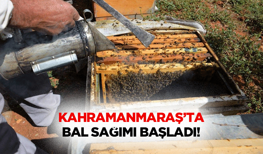 Kahramanmaraş’ta bal sağımı başladı!