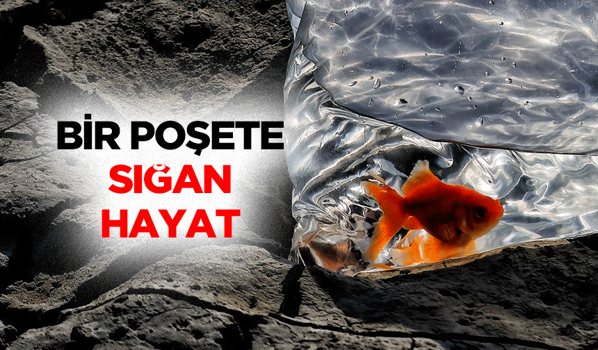 Bir Poşete Sığan Hayat