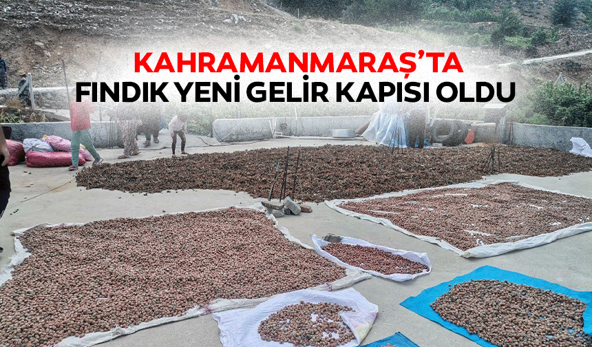 Kahramanmaraş’ta Fındık Yeni Gelir Kapısı Oldu