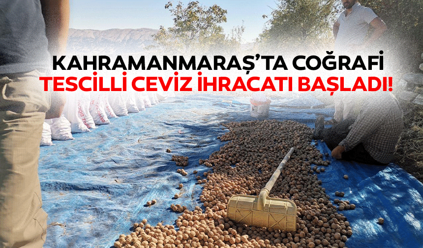 Kahramanmaraş’ta coğrafi tescilli ceviz ihracatı başladı!