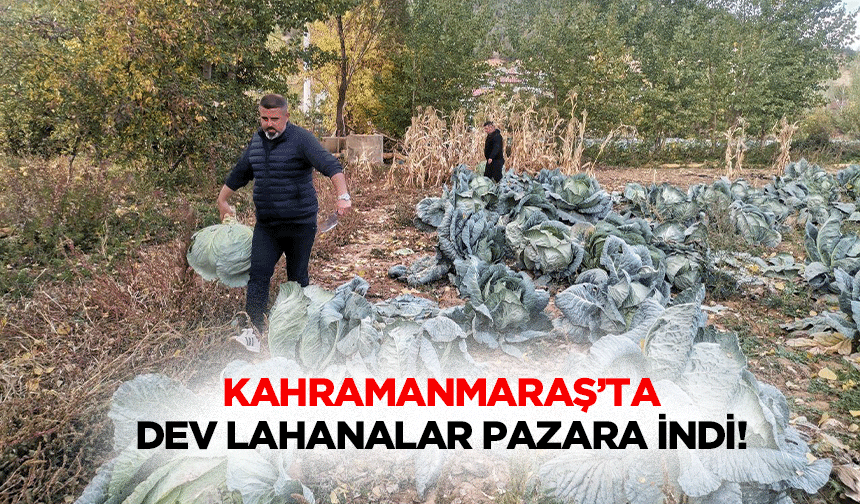 Kahramanmaraş’ta Dev Lahanalar Pazara İndi