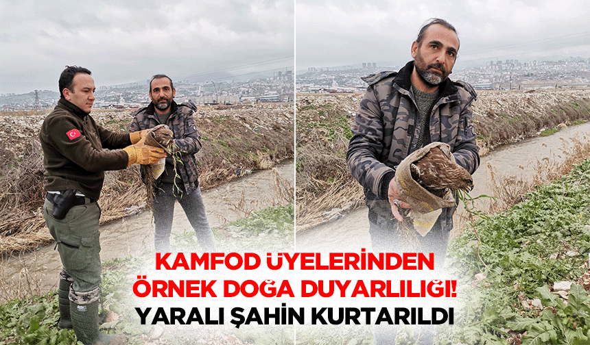 KAMFOD Üyelerinden örnek doğa duyarlılığı! Yaralı şahin kurtarıldı