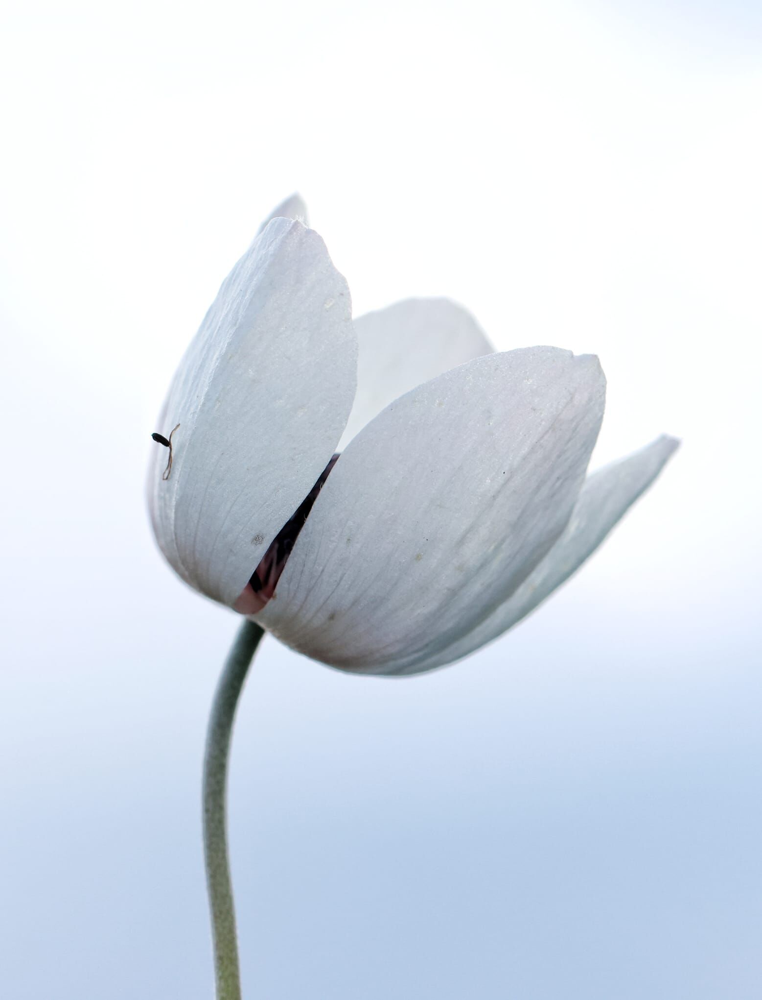 4Ede5746 3233 4De9 920D Be375Da12C54