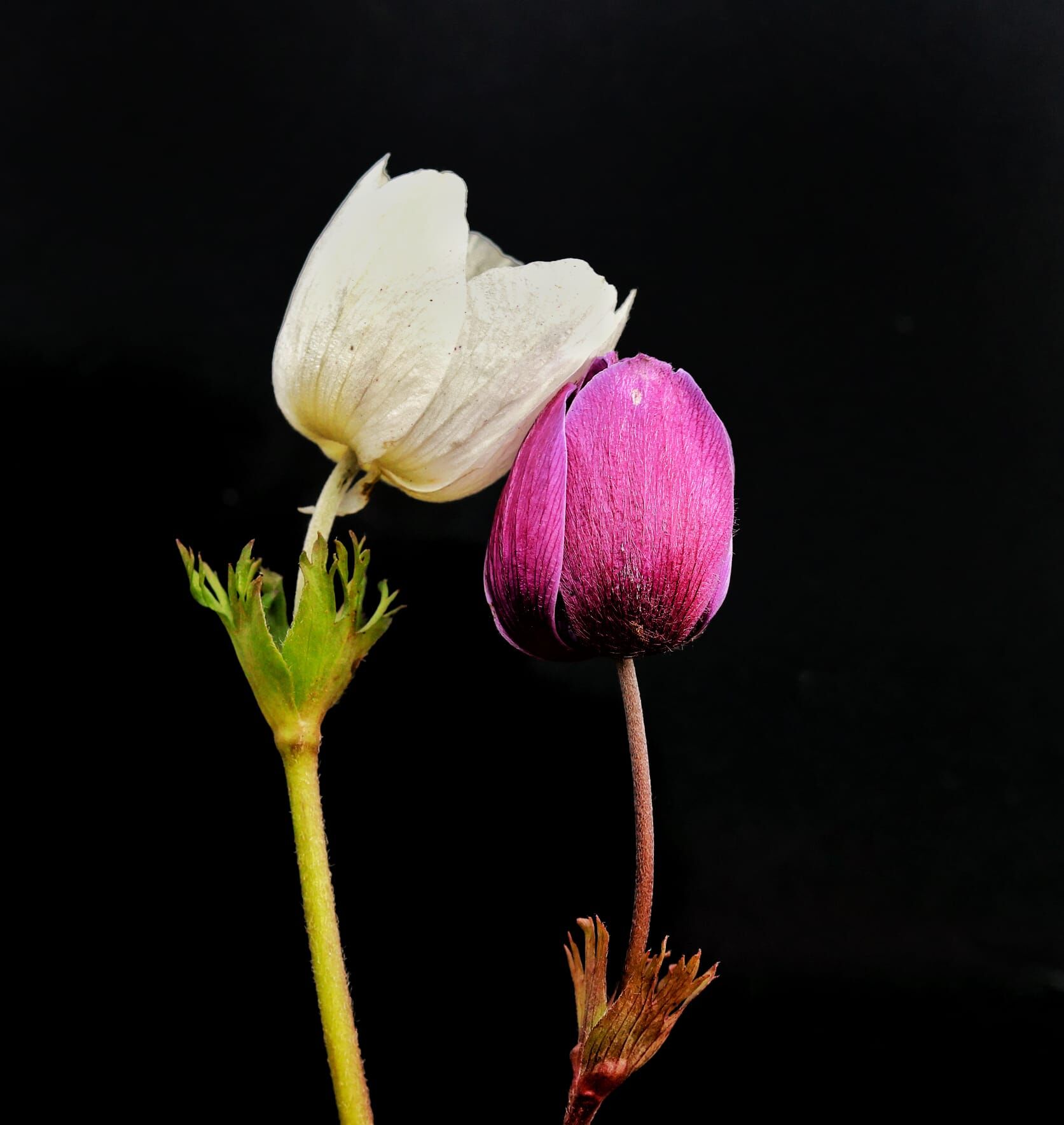 Bf9Cc698 4039 4D73 Bb0C Ed4Dab7Ebbef