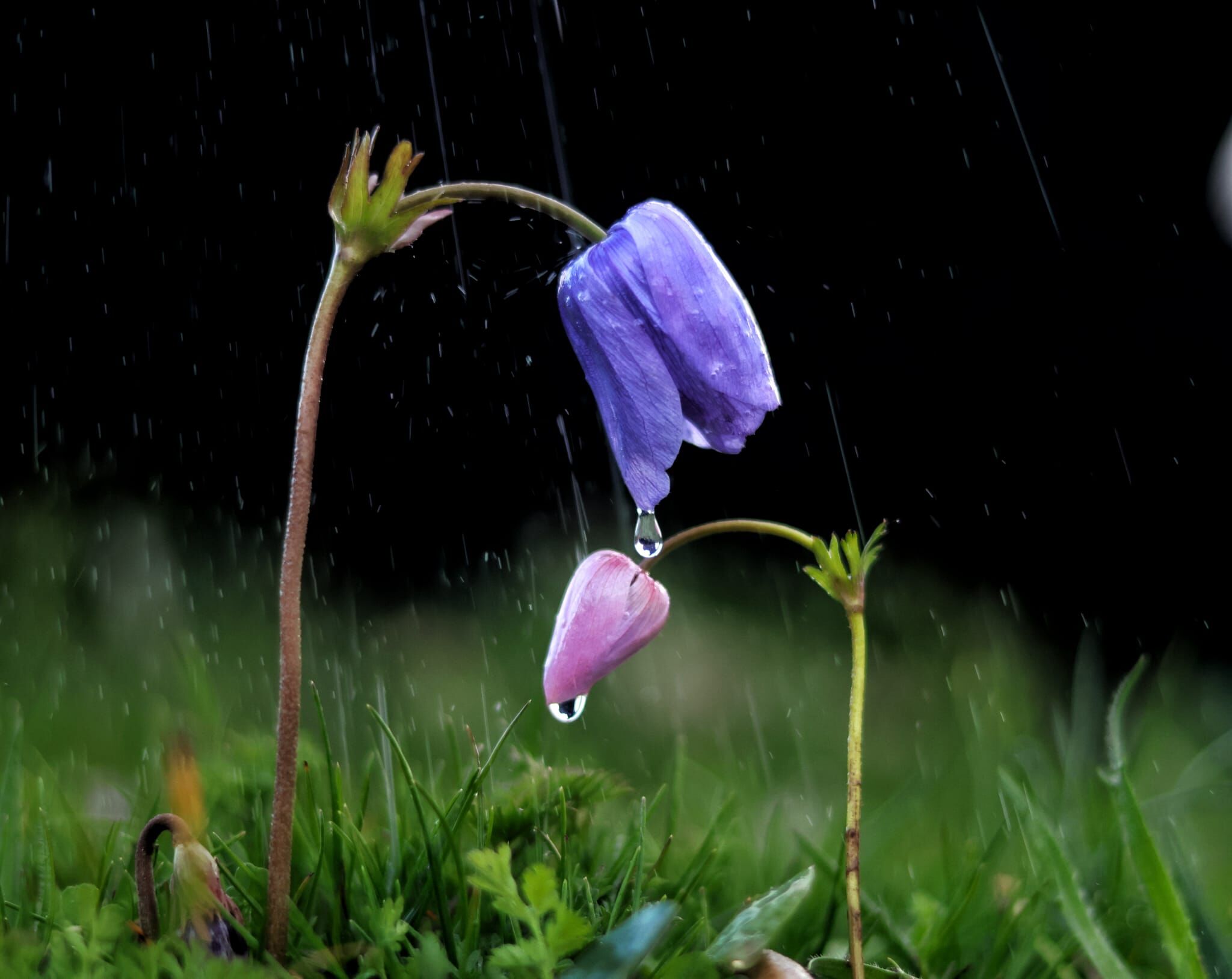 Ea9De633 Cd61 4Dcc A80B Cacf82Fca8F4