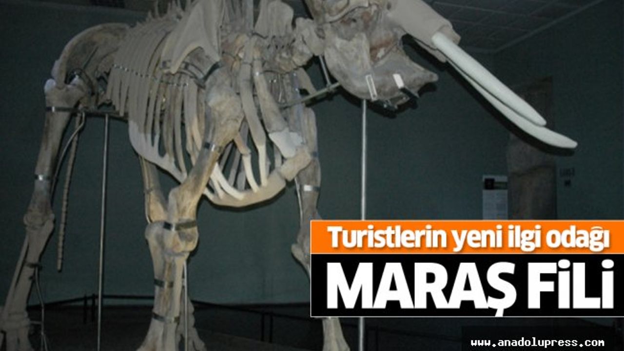 Turistlerin yeni ilgi odağı Maraş Fili