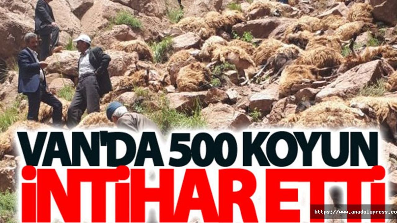 Van’da uçurumdan atlayan 500 koyun telef oldu