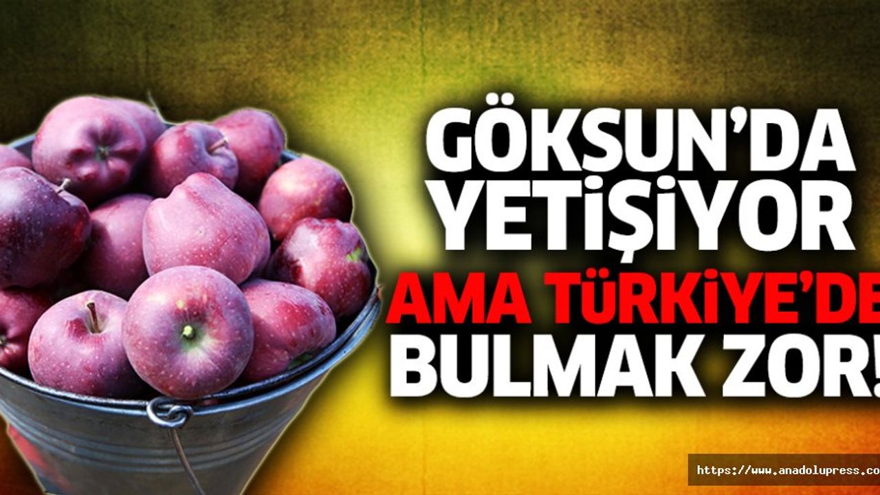 Göksun’da yetişiyor ama Türkiye’de bulmak zor!