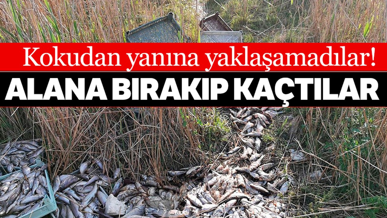 1 ton balığı, piknik alanına bırakıp kaçtılar