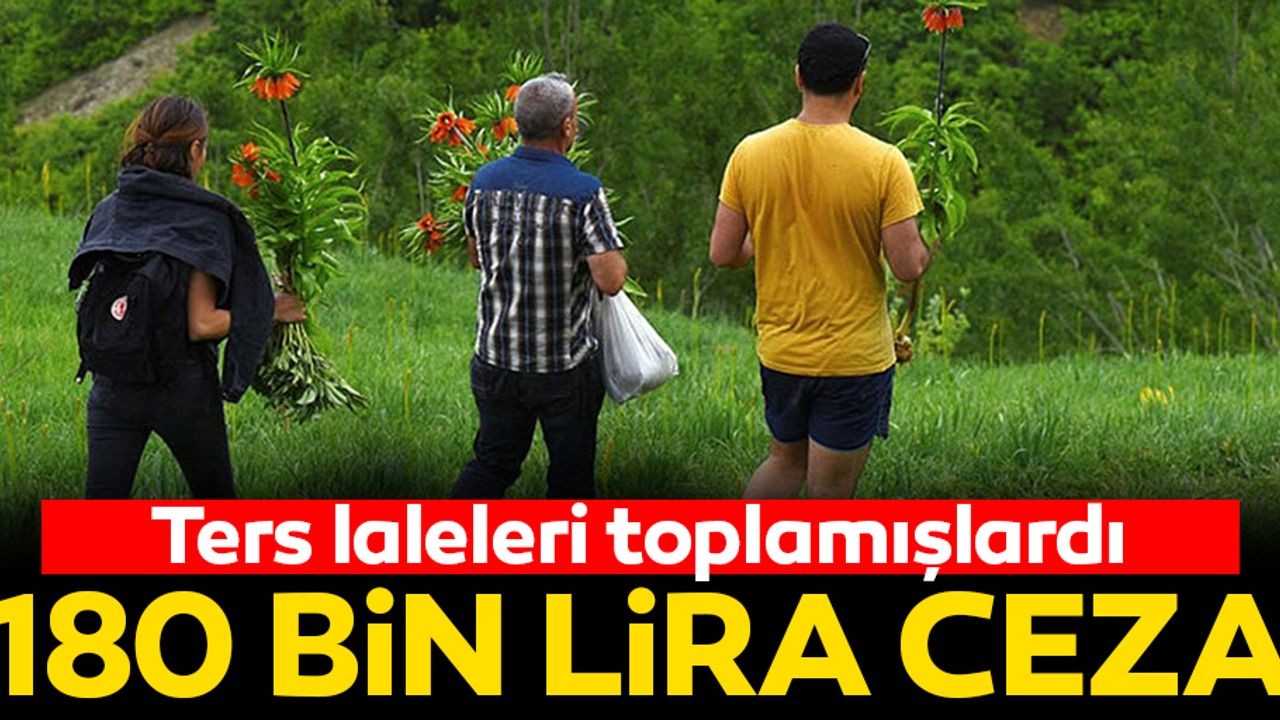 Laleleri koparanlara 180 bin lira ceza